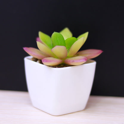 Artificial Mini Succulent Plant!