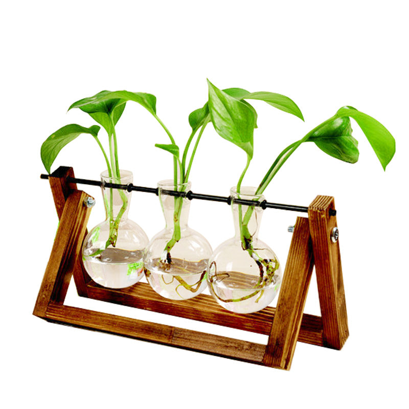 Hydroponic Plant Glass Vase!