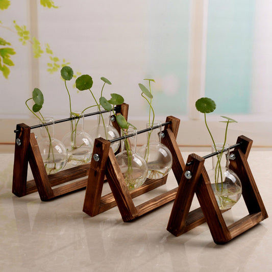 Hydroponic Plant Glass Vase!