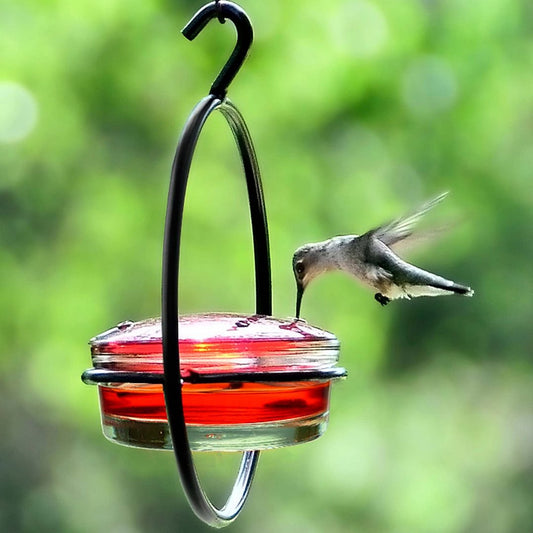 Hummingbird Feeder!